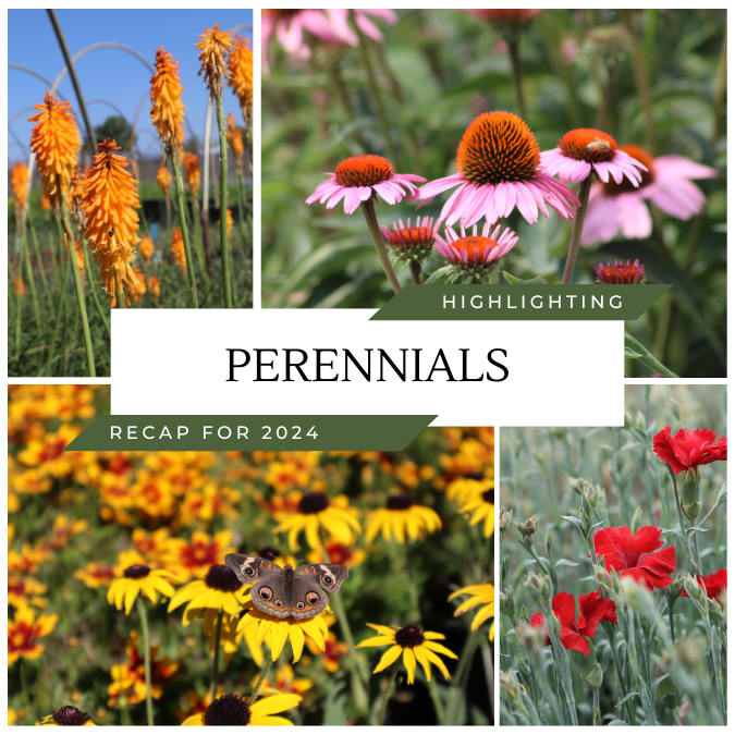 Perennial Highlights